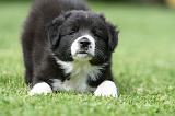 BORDER COLLIE 1278